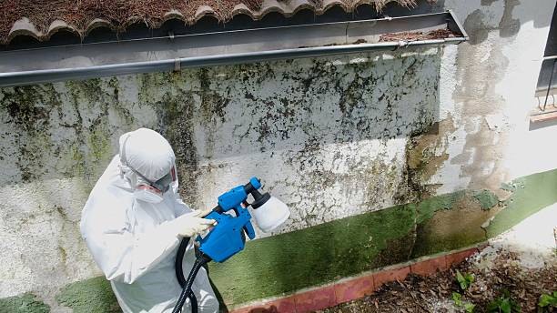 Trusted Mold Remediation service in California, MD - Cheap Mold Removal